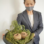 レヴォ - 赤蕪を塩を混ぜた土で覆ってます